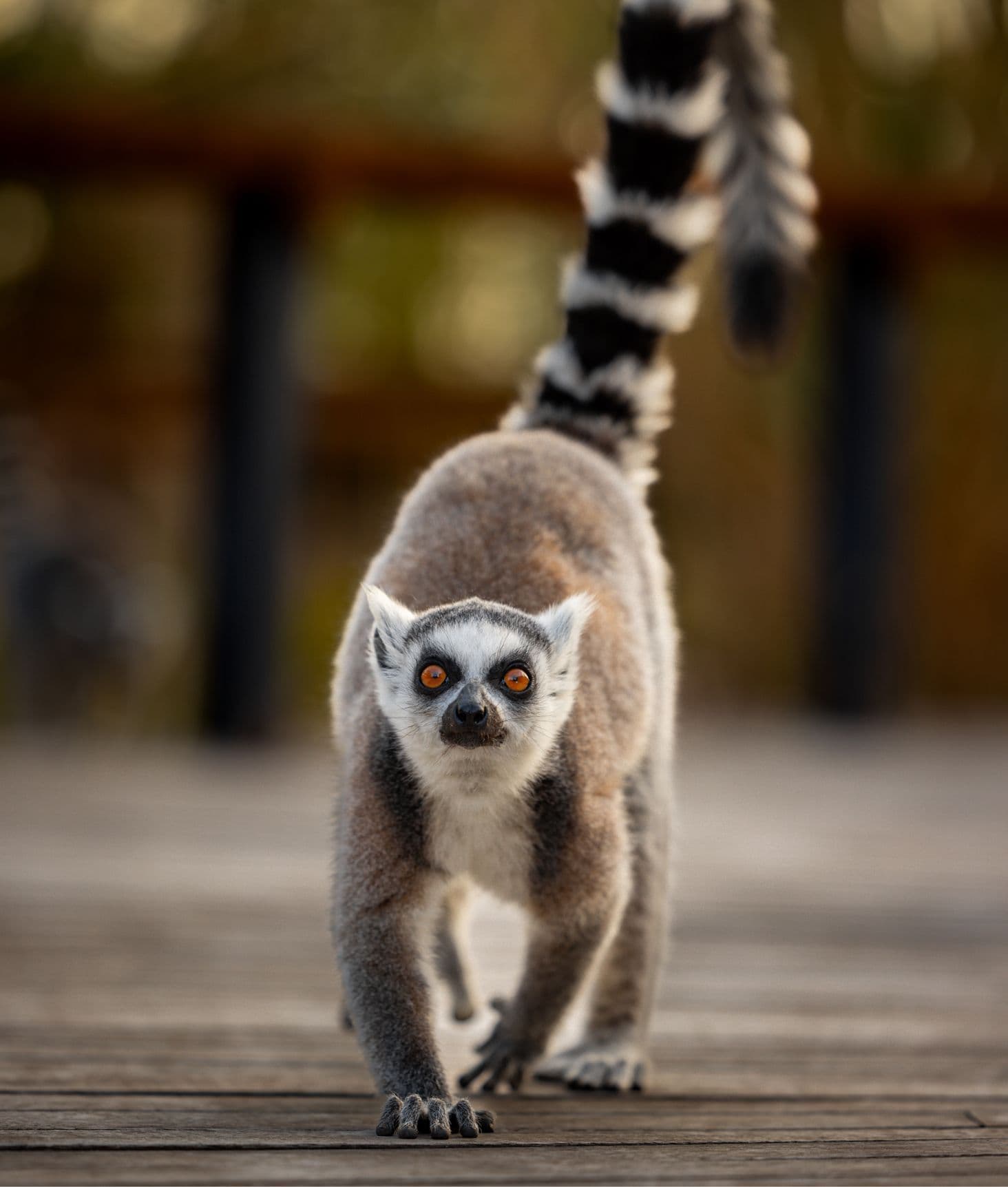Lemur