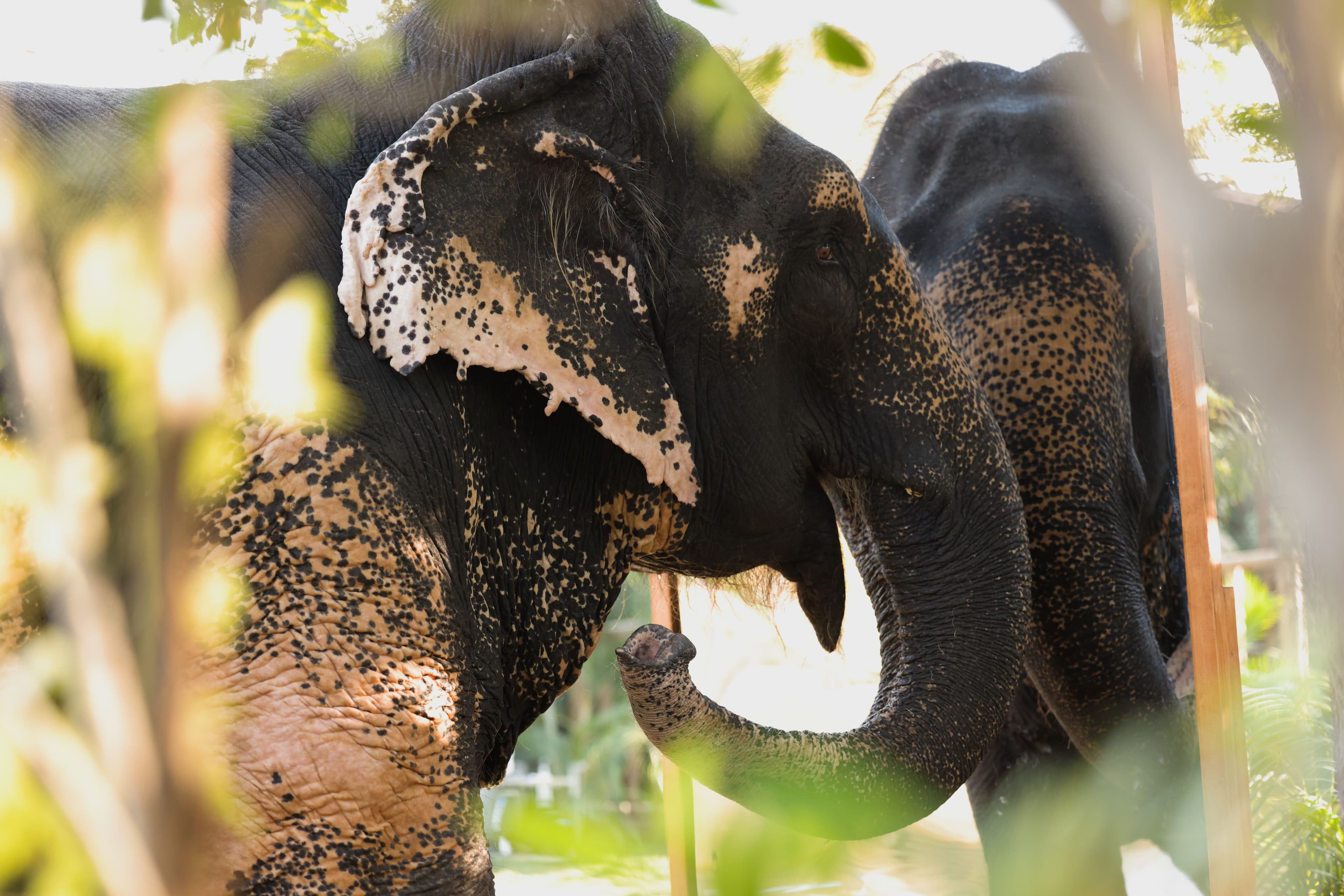 The elephants are spending time sheltered from the sun