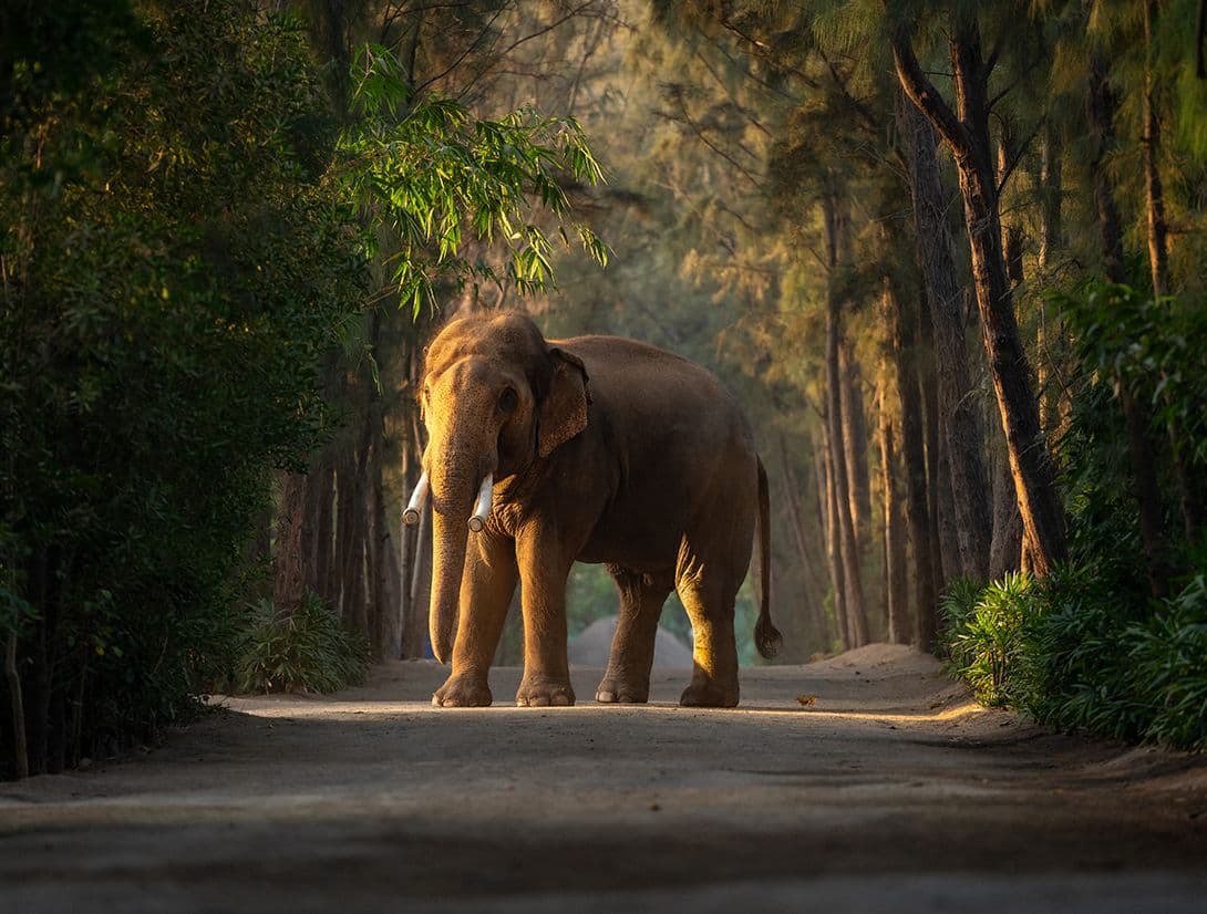 Bahadur Elephant - Tales of Rescue