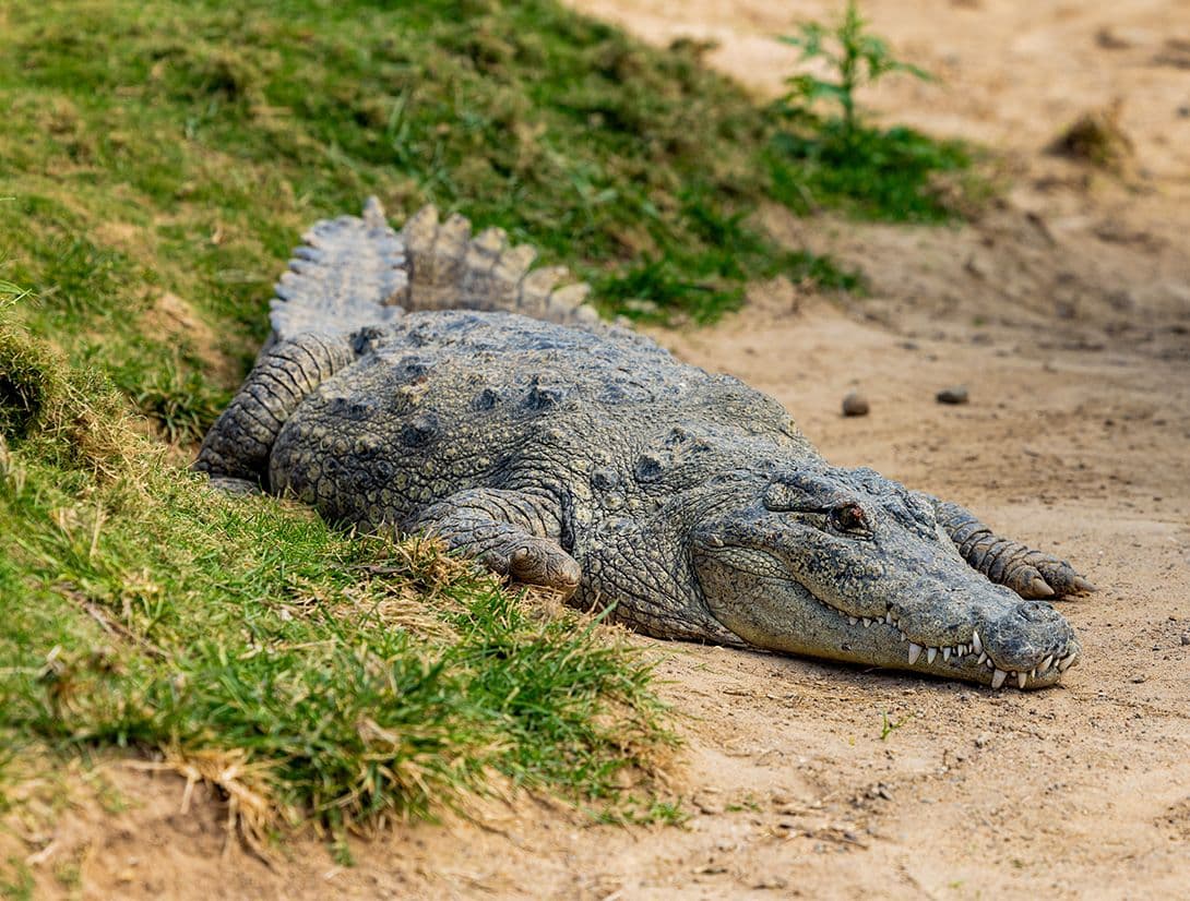 Crocodile Fuga - Tales of Rescue