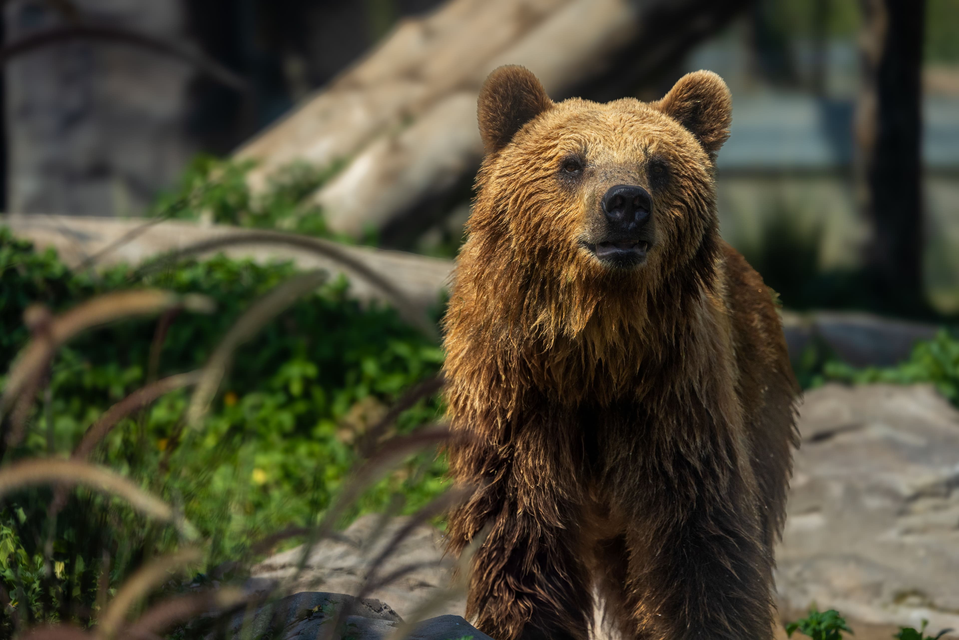 David the Bear - Tales of Rescue