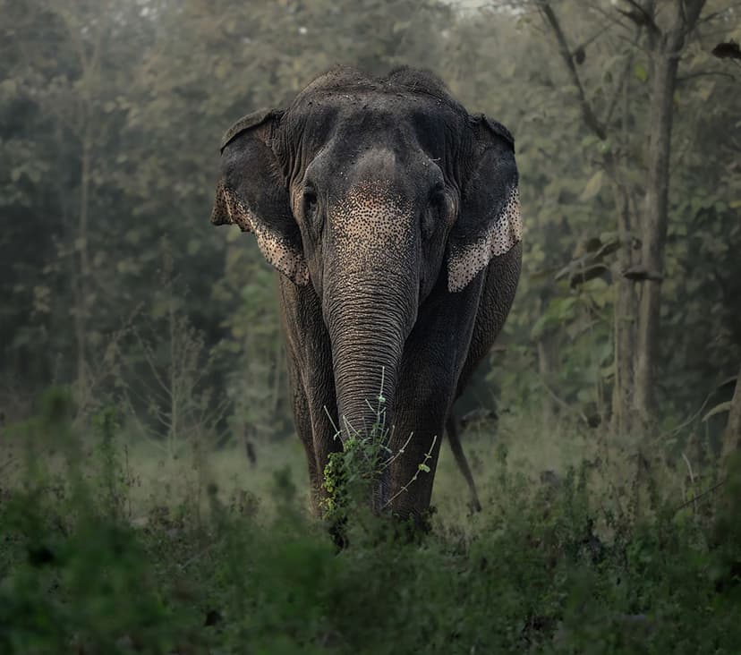 Rescue of Gauri The Elephant - Journey of Growth