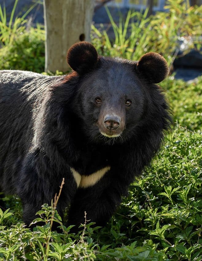 Himalayan Black Bear