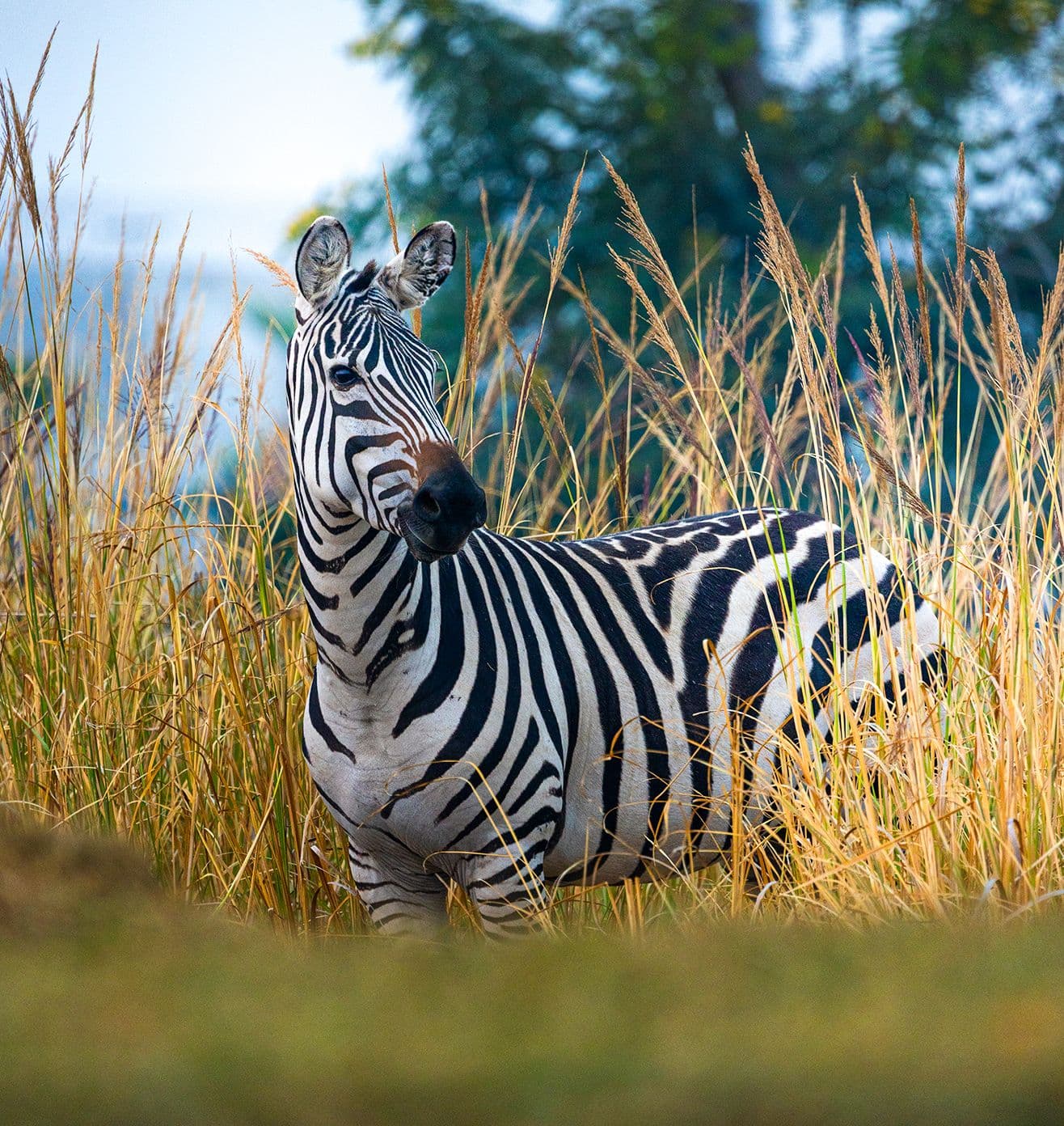 Holistic Animal Welfare