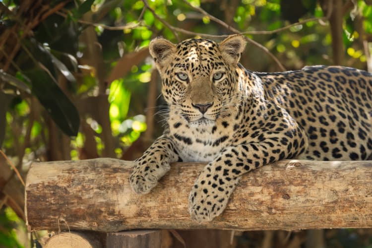 Indian Leopard Closeup