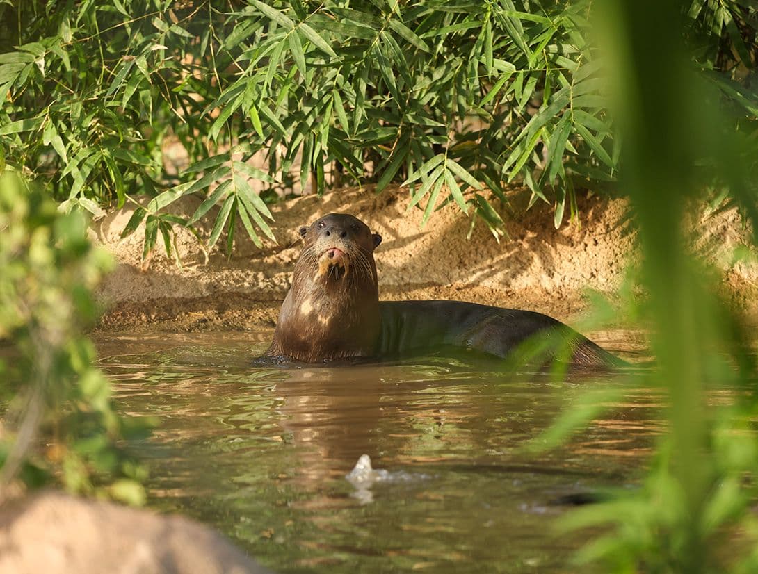 Chintu the Otter - Tales of Rescue
