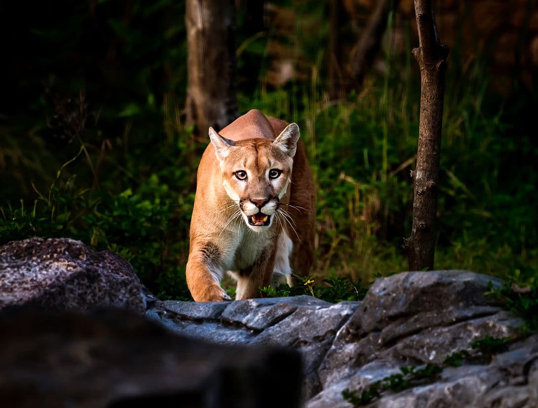 Puma - Tales of Rescue