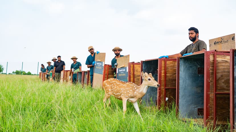 Rewilding Spotted Deer