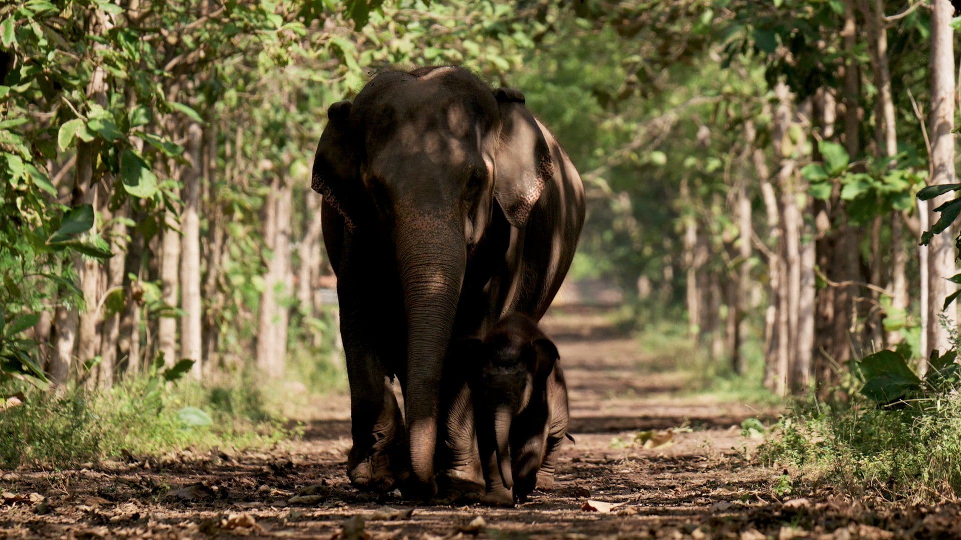 Vantara Top Banner - Homepage