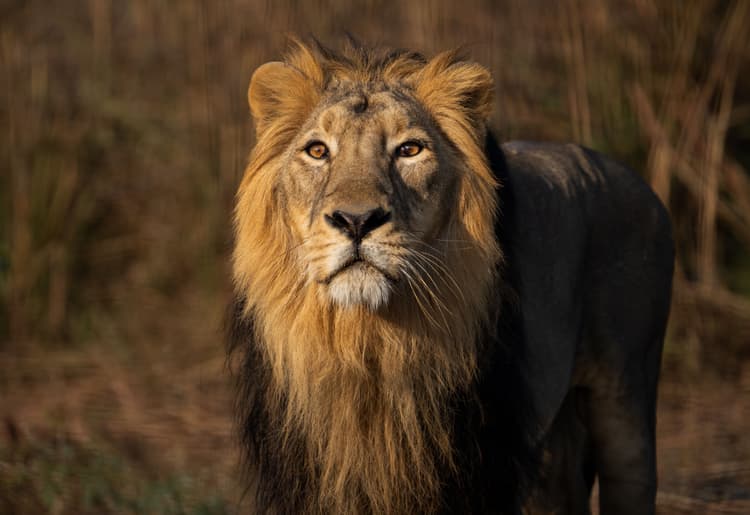 A watchful Asiatic Lion
